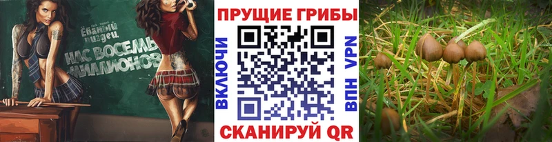 Псилоцибиновые грибы ЛСД  купить закладку  Невьянск 
